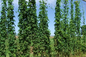 Hop Garden