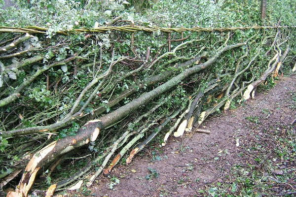 Hedge Laying