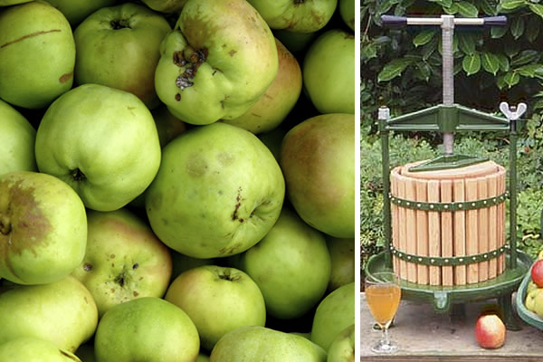 Cider Making