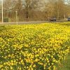 Bulb planting this weekend – please help! Daffodil verge