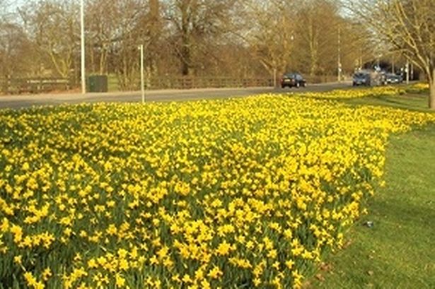 Daffodil verge